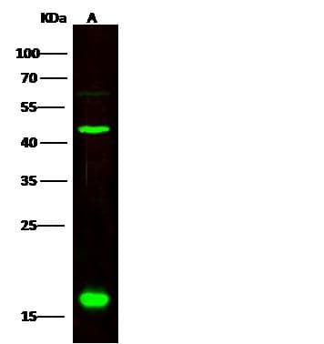 Cnpy2 / TMEM4 Antibody (Preservative Free)