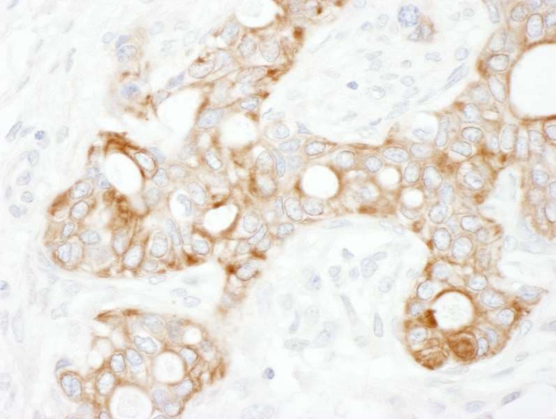TRAF2 Antibody (aa300-350)