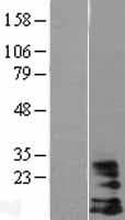 DAP10 Protein (Over-Expression Lysate Myc-DDK (Flag))