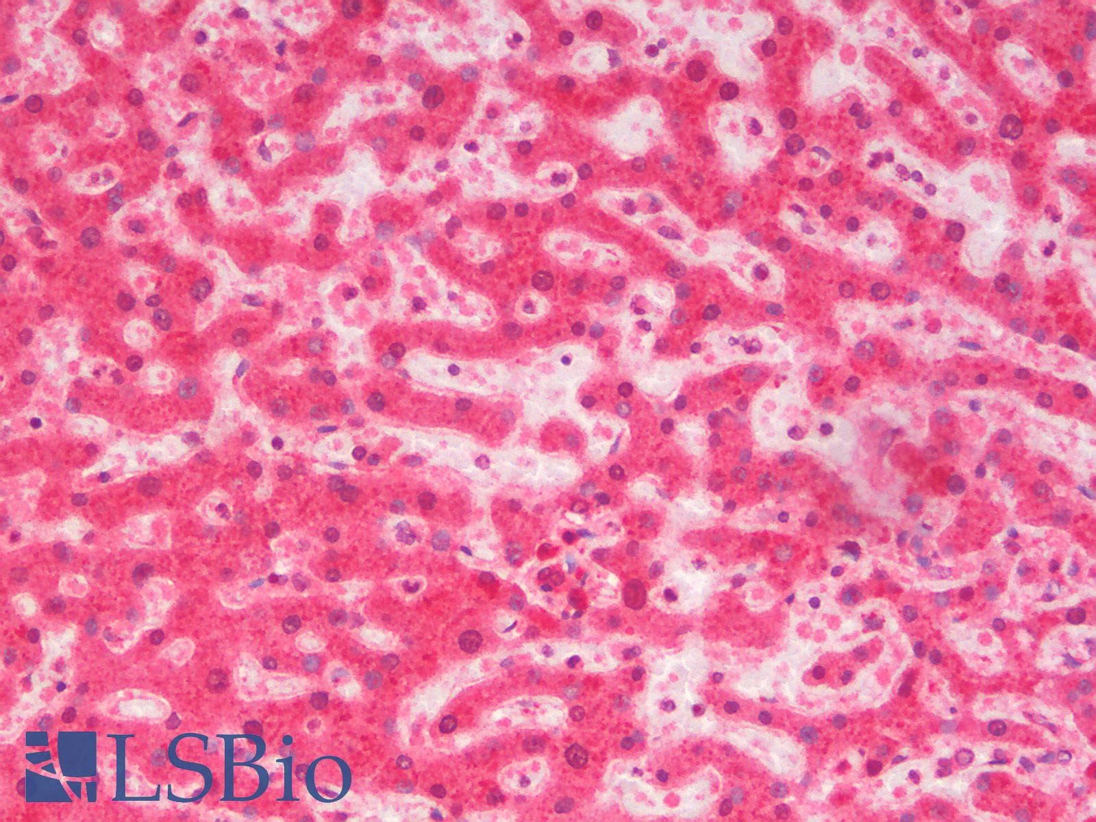 PathPlus™ Polyclonal Rabbit anti-Mouse CTNNB1 / Beta Catenin Antibody (IHC, IF, WB)