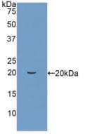 PIN1 Antibody (aa2-163)