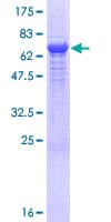 Human DDI1 Protein (Recombinant GST)