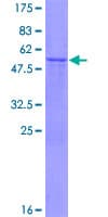 Human ATP6V1E2 Protein (Recombinant GST)