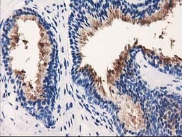 Monoclonal Mouse anti-Human VSIG2 Antibody (clone OTI2D8, IHC, IF, WB)