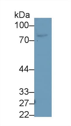 LF / LTF / Lactoferrin Antibody (aa25-348, Biotin)