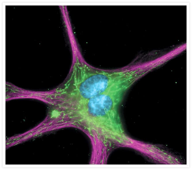 Alpha Tubulin Antibody (clone 236-10501)