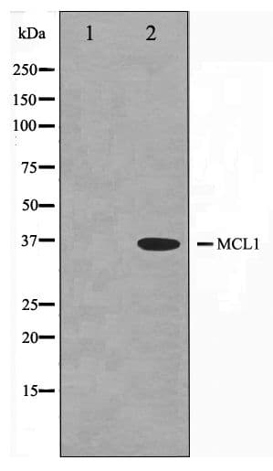 Polyclonal Rabbit anti-Human MCL1 / MCL 1 Antibody (IHC, WB)