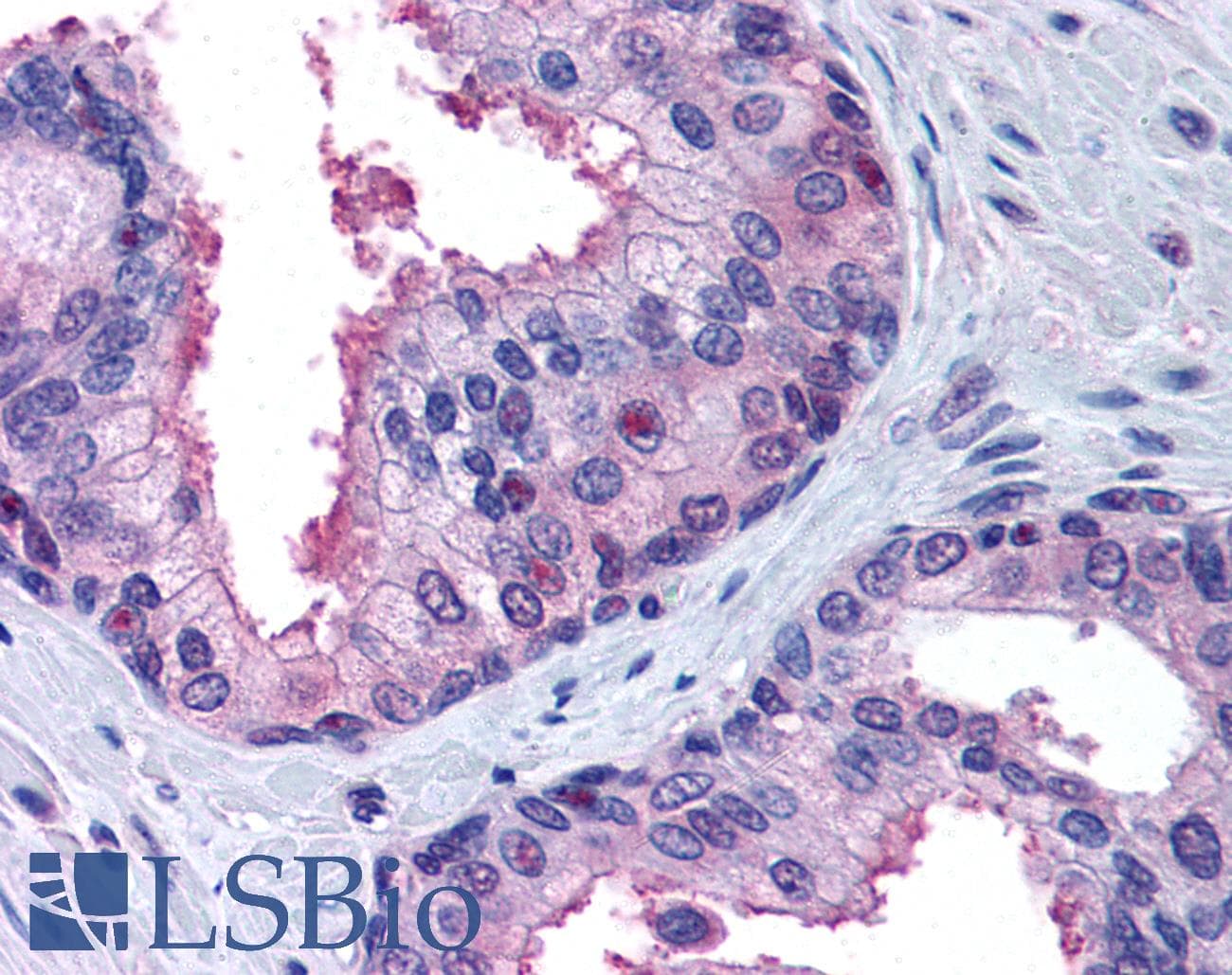 IHC-plus™ AHR Antibody (C-Terminus)