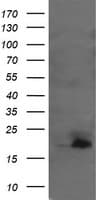UBE2G2 Antibody (clone OTI1B10, Carrier-free)