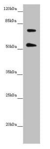 ABCB8 Antibody