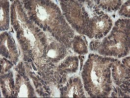 PECAM-1 / CD31 Antibody (clone OTI1H4)