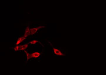 GIMAP4 Antibody
