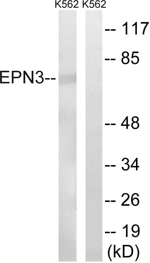 EPN3 Antibody