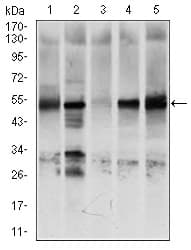 NR6A1 / GCNF Antibody (clone 4G8)