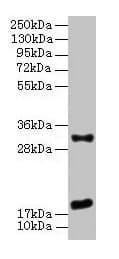 EMP3 Antibody