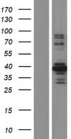 STK26 / MST4 Protein (Over-Expression Lysate Myc-DDK (Flag))