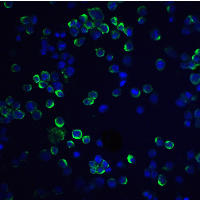 IHC-plus™ RGS21 Antibody