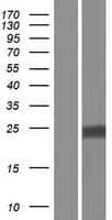 TSPAN4 Protein (Over-Expression Lysate Myc-DDK (Flag))