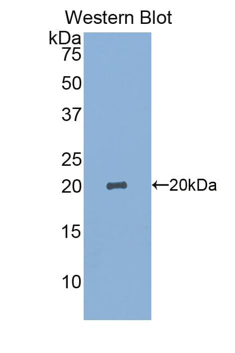SIGLEC14 Antibody (aa24-137, Biotin)