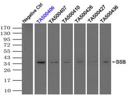 IHC-plus™ SSB / La Antibody (clone 1E11)