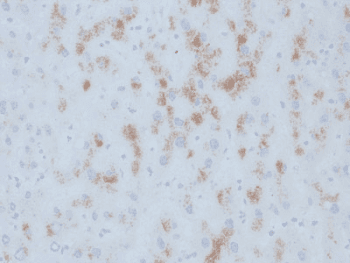 CYP2E1 Antibody (clone M12P4H2, Azide-free, BSA-free)