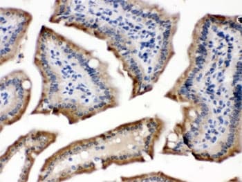 CYPOR / POR Antibody
