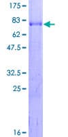 Human ZFC3H1 Protein (Recombinant GST)