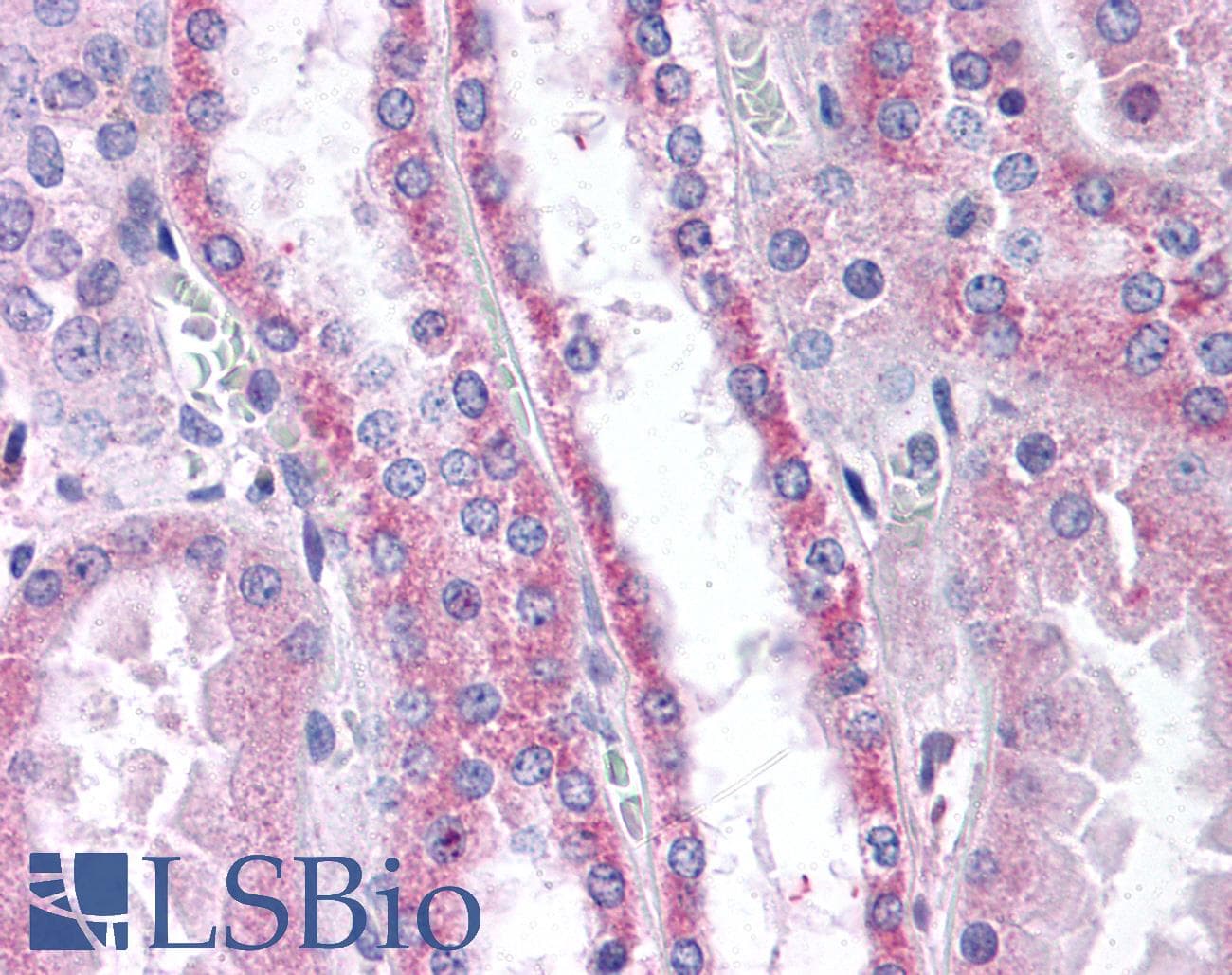 IHC-plus™ Polyclonal Rabbit anti-Mouse APOD / Apolipoprotein D Antibody (N-Terminus, IHC, WB)
