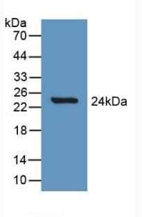 SLIT1 Antibody (aa308-512)
