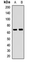 Ubiquilin 2 / UBQLN2 Antibody