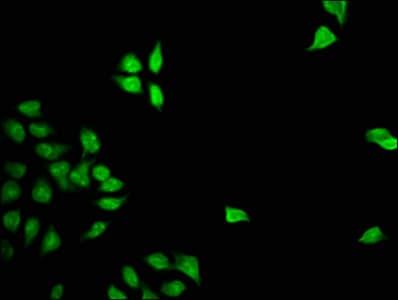 FOXD3 Antibody