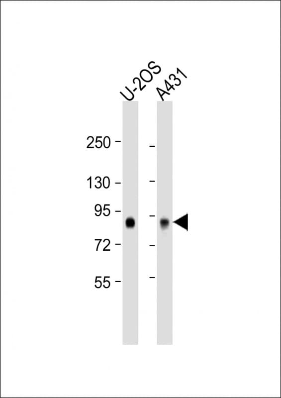 GPSM2 / LGN Antibody (aa113-143)