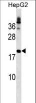 LHFP Antibody (aa21-49)