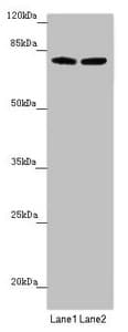 FBXL5 / FBL5 Antibody