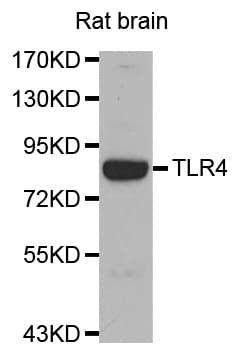 TLR4 Antibody
