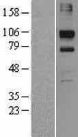 RAB6KIFL / KIF20A Protein (Over-Expression Lysate Myc-DDK (Flag))