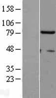 p84 / THOC1 Protein (Over-Expression Lysate Myc-DDK (Flag))