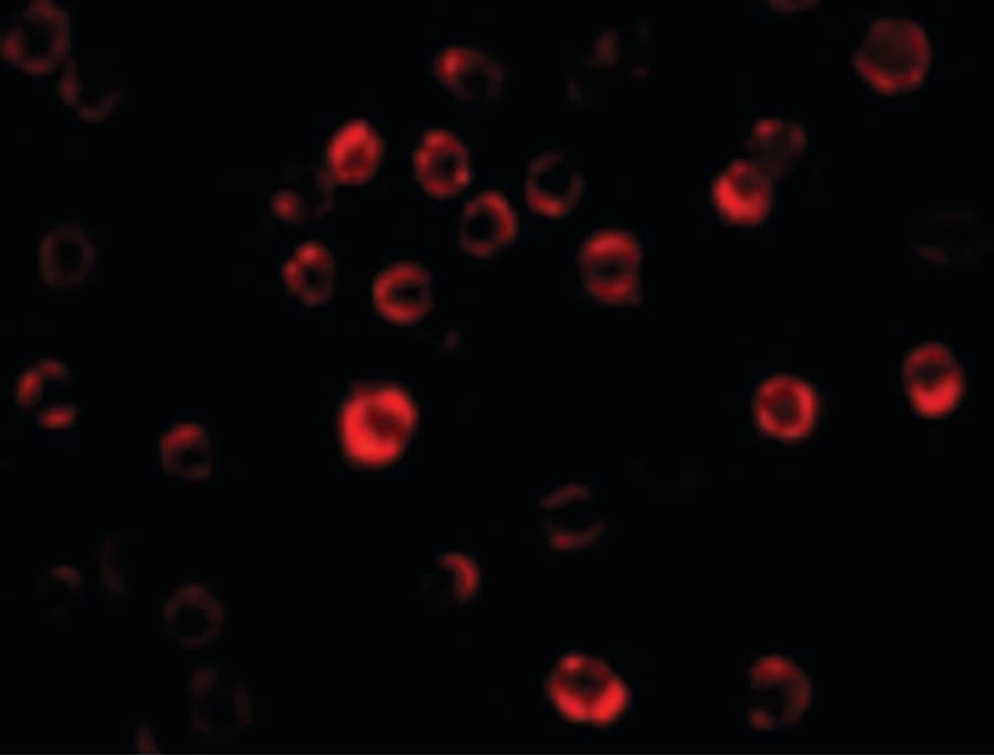 Polyclonal Rabbit anti-Human GAPDH Antibody (IHC, IF, WB)