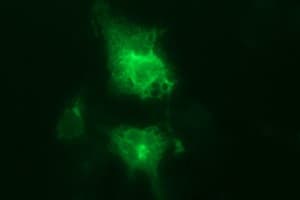 CD44 Antibody (clone OTI2E3)