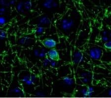 Polyclonal Rabbit anti-Rabbit CNPase Antibody (IHC, WB)
