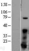 FGF1 / Acidic FGF Protein (Over-Expression Lysate Myc-DDK (Flag))