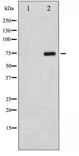 Polyclonal Rabbit anti-Human RAF1 / RAF Antibody (phospho-Ser259, IHC, WB)