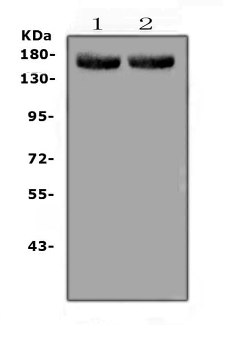 MED14 Antibody