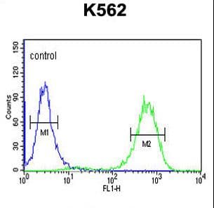 IHC-plus™ CTC1 Antibody (aa767-795)