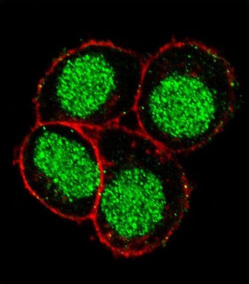 Polyclonal Rabbit anti-Human FLI1 Antibody (aa299-328, IF, WB)