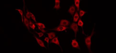GRTP1 Antibody