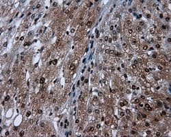 BAP / SIL1 Antibody (clone OTI1F9)