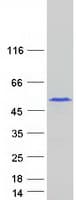 Human PABPN1L Protein (Recombinant Myc-DDK (Flag))