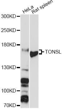 TONSL Antibody