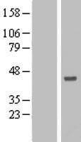ANKRD53 Protein (Over-Expression Lysate Myc-DDK (Flag))